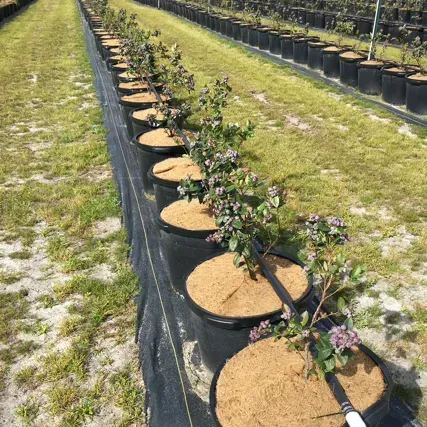 thumbnail for publication: Establishing New Southern Highbush Blueberry Plantings in Florida